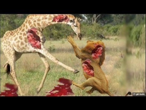 Lion Kills Giraffe معركة الأسد والزرافة