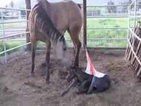 The birth of horses ولادة خيل