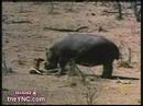 Hippo saves deer فرس النهر ينقذ غزال