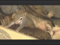 Baby Squirrel Adopted By Mother Cat قطة تتبنى سنجاب