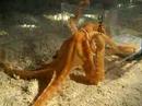octopus Flight هروب الإخطبوط