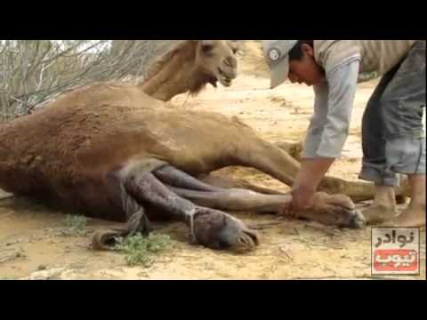 birth of the camel يخرج الميت من الحي
